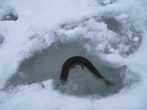 Статья о зимней рыбалке на глухом озере поморья с блеснами и балансирами AQUA