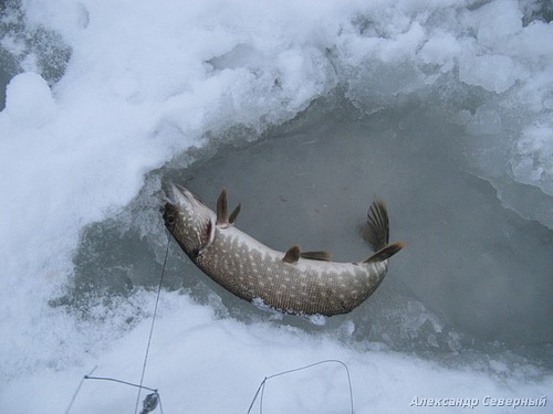 Статья о зимней рыбалке на глухом озере поморья с блеснами и балансирами AQUA