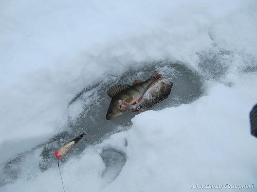 Статья о зимней рыбалке на глухом озере поморья с блеснами и балансирами AQUA
