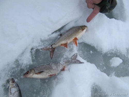 Статья о зимней рыбалке на глухом озере поморья с блеснами и балансирами AQUA