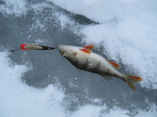 Статья о зимней рыбалке на глухом озере поморья с блеснами и балансирами AQUA