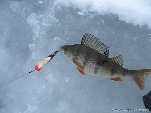 Статья о зимней рыбалке на глухом озере поморья с блеснами и балансирами AQUA
