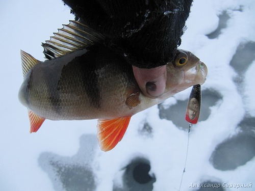 Статья о зимней рыбалке на глухом озере поморья с блеснами и балансирами AQUA