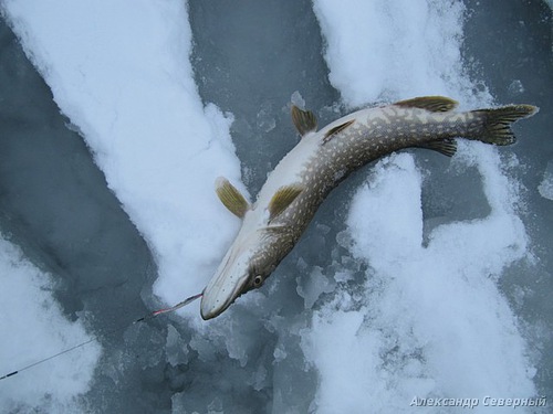 Статья о зимней рыбалке на глухом озере поморья с блеснами и балансирами AQUA