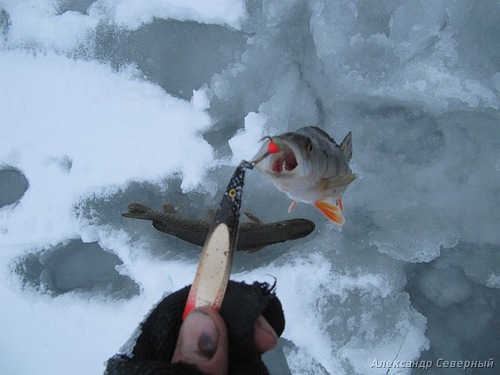 Статья о зимней рыбалке на глухом озере поморья с блеснами и балансирами AQUA