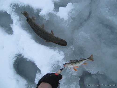 Статья о зимней рыбалке на глухом озере поморья с блеснами и балансирами AQUA