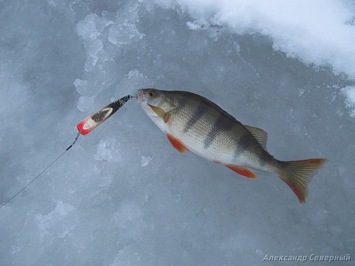 Статья о зимней рыбалке на глухом озере поморья с блеснами и балансирами AQUA