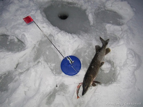 Статья о зимней рыбалке на глухом озере поморья с блеснами и балансирами AQUA