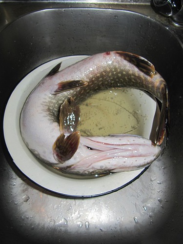 Статья о зимней рыбалке на глухом озере поморья с блеснами и балансирами AQUA