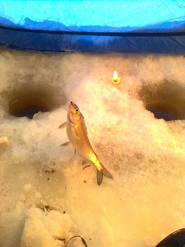Фотоотчет о зимней рыбалке на Беломорье на сига. Тест зимней лески AQUA ICE LORD, которая отлично показала себя в 