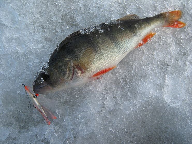 Фотоотчет и статья о тонкостях рыбалки с балансирами Aqua.