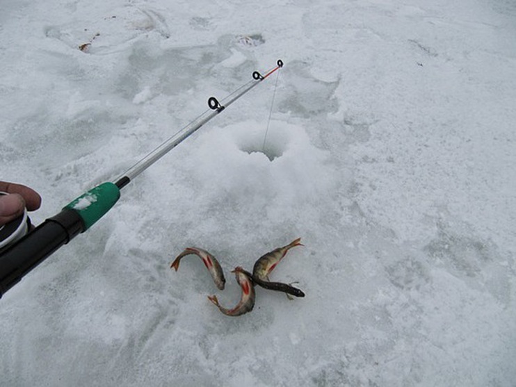 Зимняя рыбалка на Пачозерье. Интересный фотоотчет о рыболовном походе с зимними блеснами Aqua. В этот день рыбакам везет не только на окуня, но даже на щуку, самый крупный трофей которой попадается на зимнюю блесну Аква Кобра. 