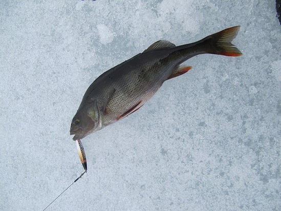Зимняя блесна на окуня. Статья о рыбалке.