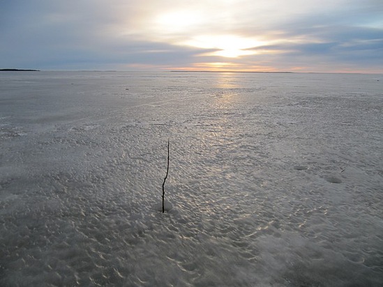 Отчет о рыбалке. Ловля наваги на зимнюю блесну на границе Белого моря.