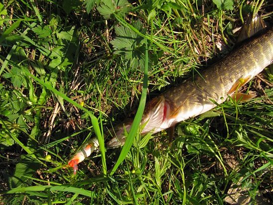 Летняя рыбалка на реке Уемлянка. Ловля щуки на спиннинг. Фаворитами этого дня воблер Аква щука и блесна колебалка тобик.