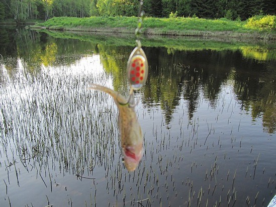 Летняя рыбалка на реке Уемлянка. Ловля щуки на спиннинг. Фаворитами этого дня воблер Аква щука и блесна колебалка тобик.