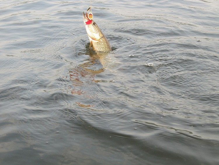 Статья о летней рыбалке на блесна. Ловля щуки на таежных реках. Авторский фотоотчет. Фаворитом дня стала блесна Aqua double aglia с двойным лепестком.