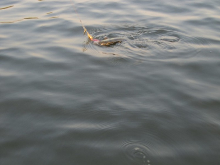Статья о летней рыбалке на блесна. Ловля щуки на таежных реках. Авторский фотоотчет. Фаворитом дня стала блесна Aqua double aglia с двойным лепестком.