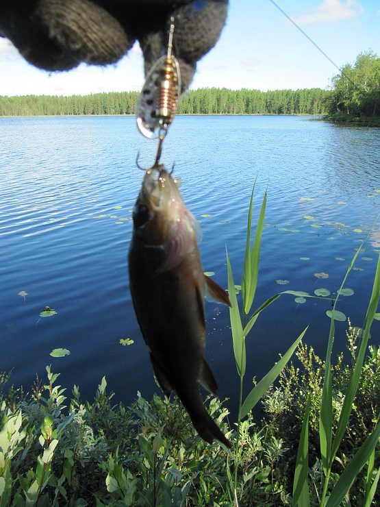 Статья о летней рыбалке на реке Чидвия. ловля окуня и щуки на блесну вертушку-кислотник Gella. Рейтинг автора.