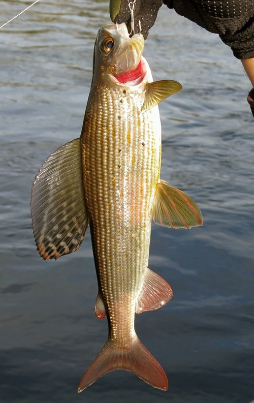 Отчет о рыбалке на хариуса на блесну вертушку COMET+BELL и FISH AGLIA