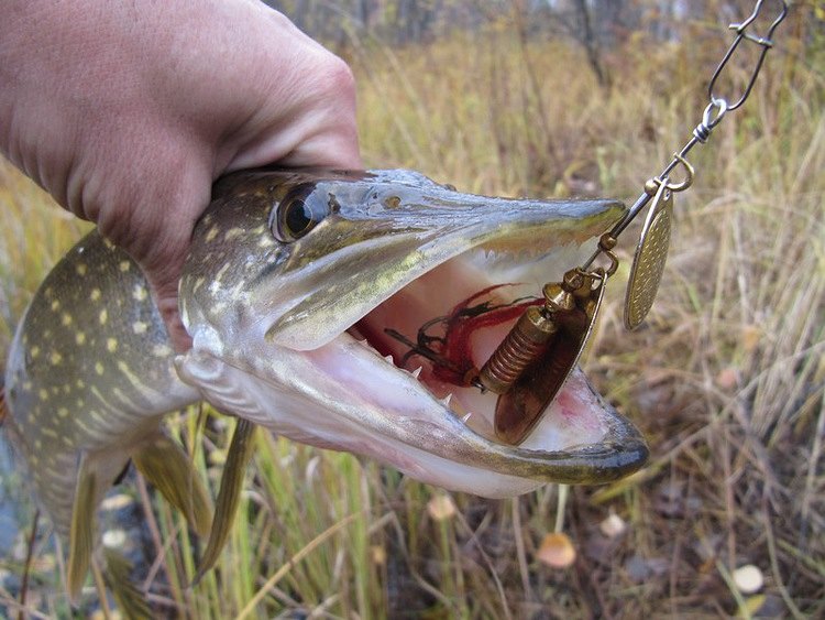 Статья о рыбалке на блесна вертушки в верховья речки Яды.