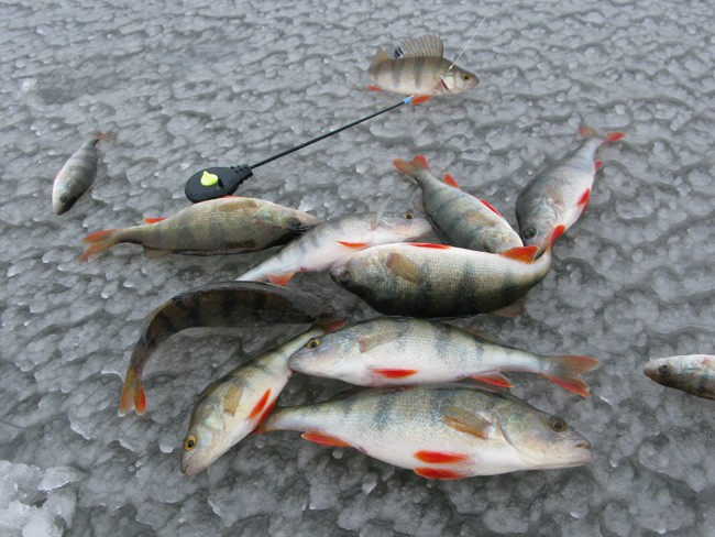 Статья о балансире Aqua Ice Angel