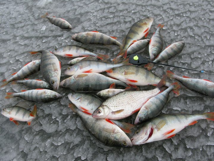 Статья о балансире Aqua Ice Angel