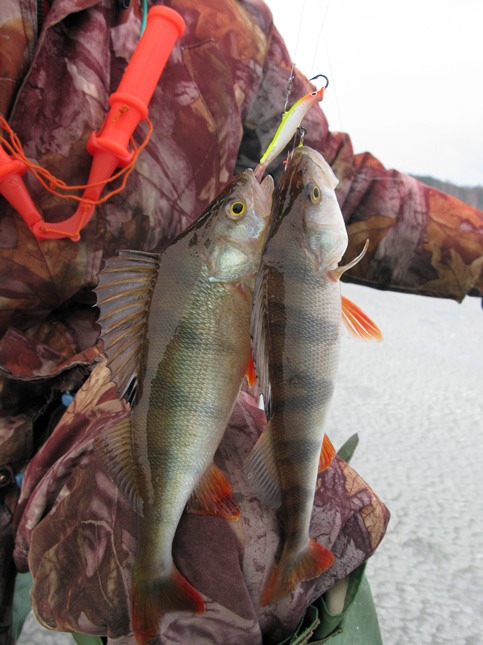 Статья о балансире Aqua Ice Angel