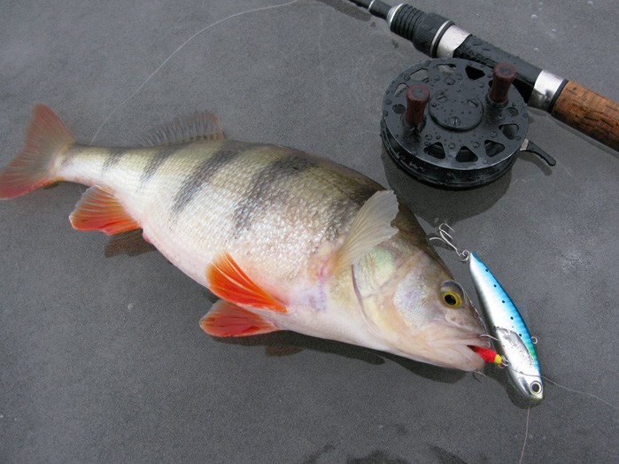 Статья о балансире Aqua Ice Angel