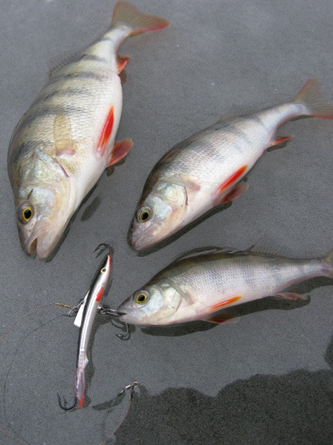 Статья о балансире Aqua Ice Angel