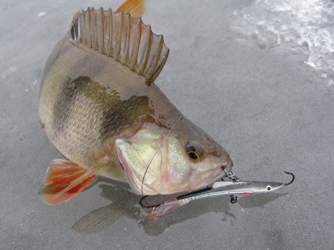 Статья о балансире Aqua Ice Angel