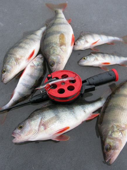 Статья о балансире Aqua Ice Angel