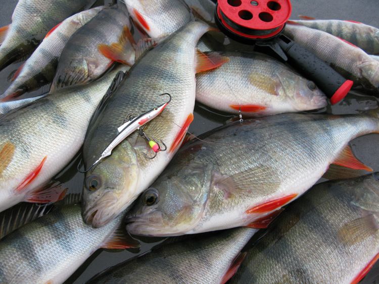 Статья о балансире Aqua Ice Angel