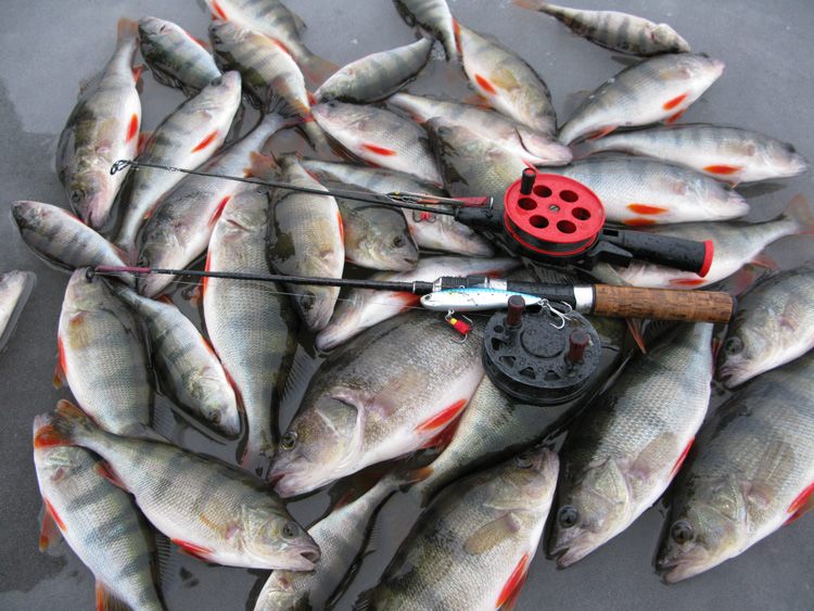 Статья о балансире Aqua Ice Angel