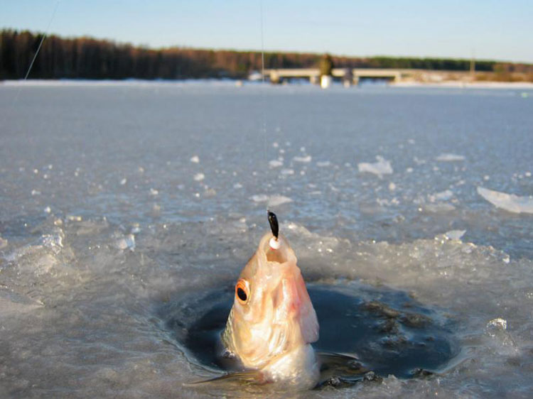 За плотвой. Фотоотчет о зимнем рыболовном путешествии.