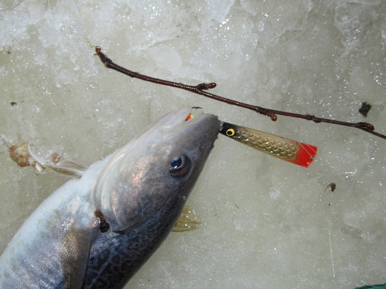 Лов на зимние блесны AQUA морской рыбы. Статья о рыбалке. Навага.