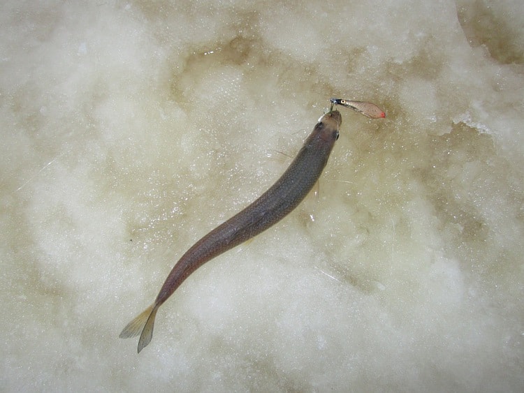 Лов на зимние блесны AQUA морской рыбы. Статья о рыбалке.