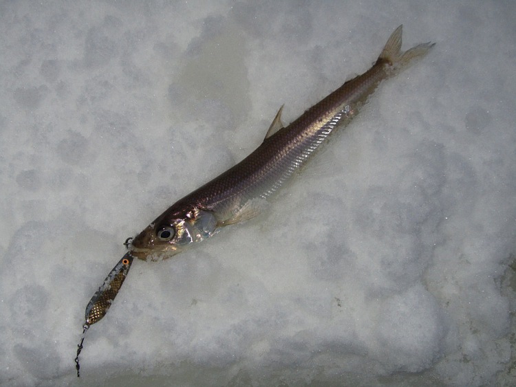 Отчет о рыбалке. Ловля корюшки на зимнюю блесну с обливным тройником.