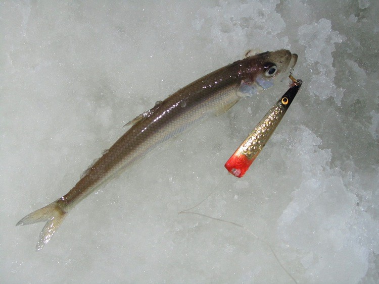 Отчет о рыбалке. Ловля корюшки на зимнюю блесну с обливным тройником.