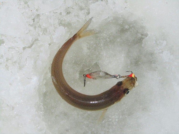 Отчет о рыбалке. Ловля корюшки на зимнюю блесну с обливным тройником.