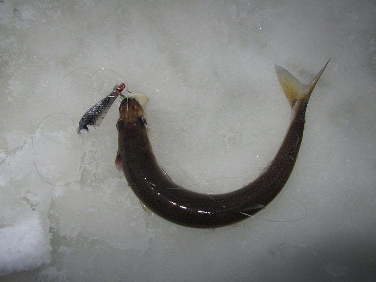 Отчет о рыбалке. Ловля корюшки на зимнюю блесну с обливным тройником.