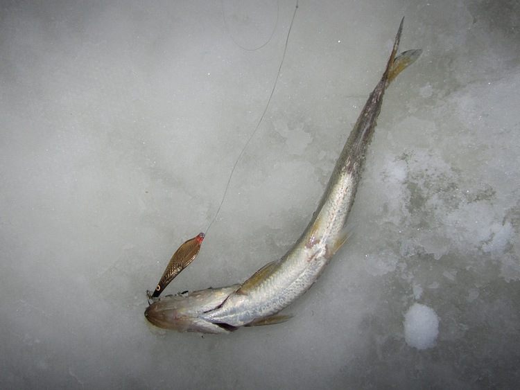 Отчет о рыбалке. Ловля корюшки на зимнюю блесну с обливным тройником.