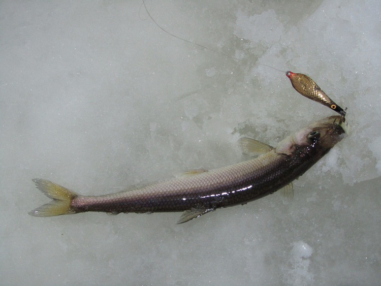 Отчет о рыбалке. Ловля корюшки на зимнюю блесну с обливным тройником.