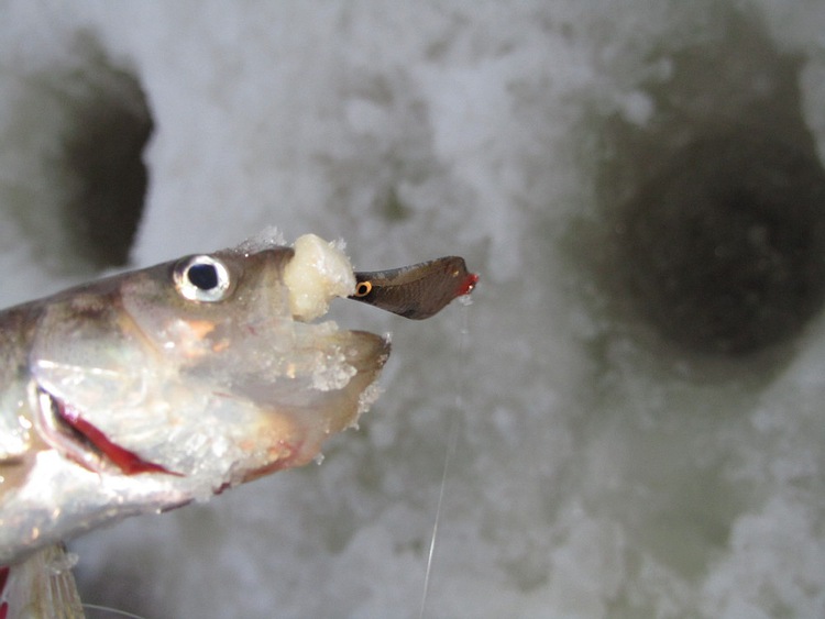 Отчет о рыбалке. Ловля корюшки на зимнюю блесну с обливным тройником.