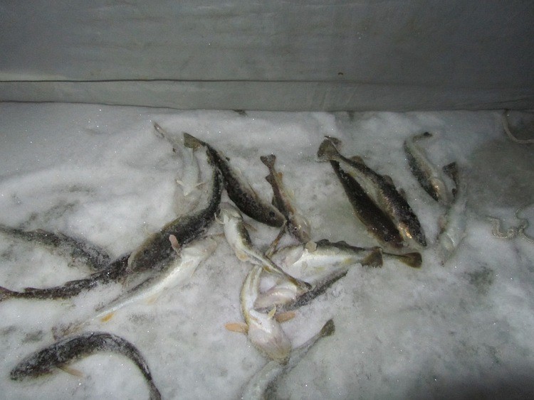 Отчет о рыбалке. Ловля корюшки на зимнюю блесну с обливным тройником.