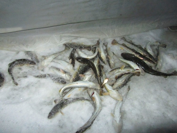 Отчет о рыбалке. Ловля корюшки на зимнюю блесну с обливным тройником.