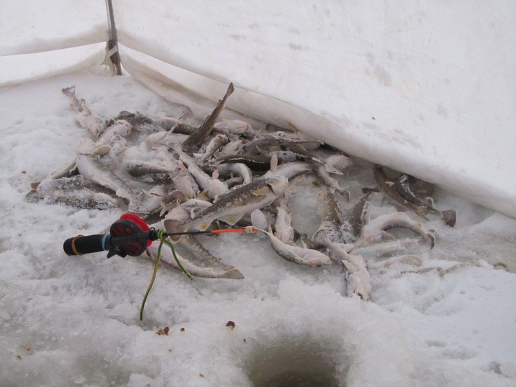 Отчет о рыбалке. Ловля корюшки на зимнюю блесну с обливным тройником.