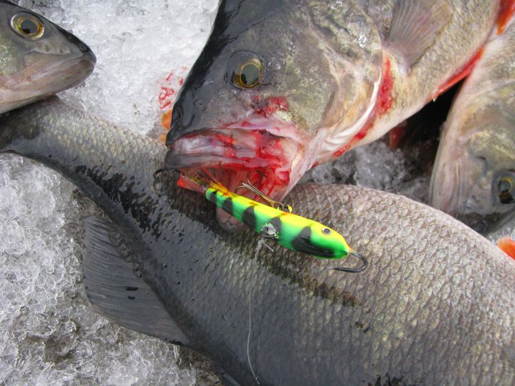 Отчет о зимней рыбалке на Ладожском озере. Зимний балансир на окуня.