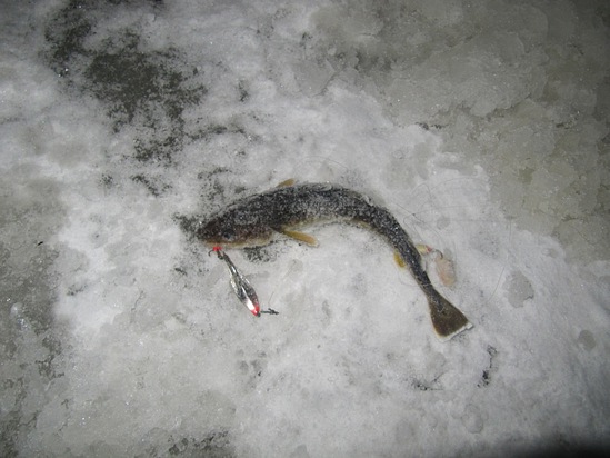 Отчет о рыбалке на навагу на Северной Двине. Уловистые зимние блесна.