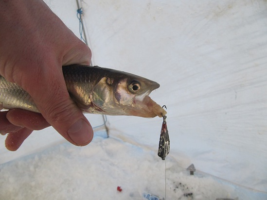 Отчет о зимней рыбалке в Архангельской области. Ловля корюшки на блесну с тройником.